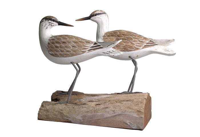 Godwits