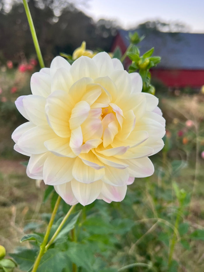 Hollyhill Creamy