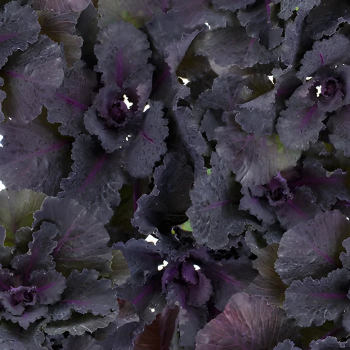Black Harry Kale