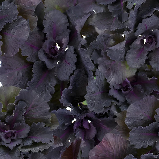Black Harry Kale