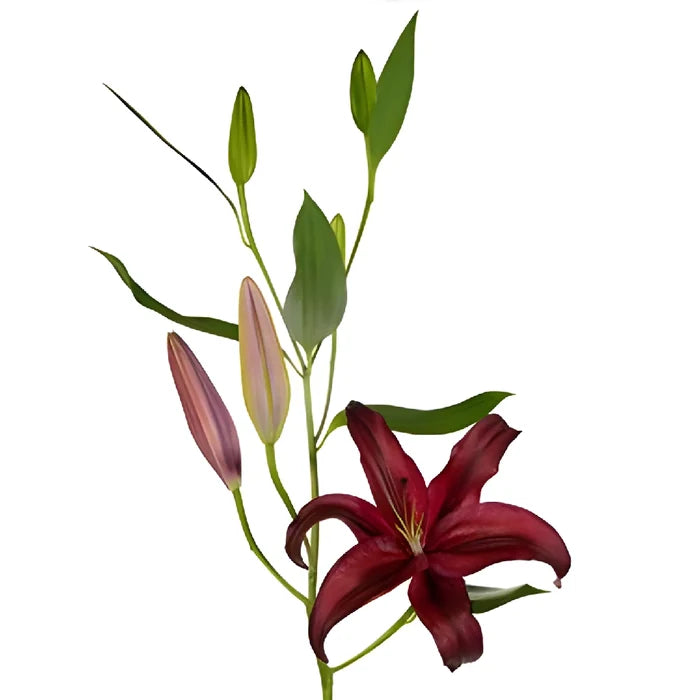 Cabernet Red Oriental Lily