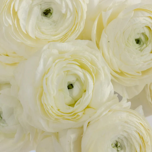 Champagne Wholesale Ranunculus Flowers Close Up - Image