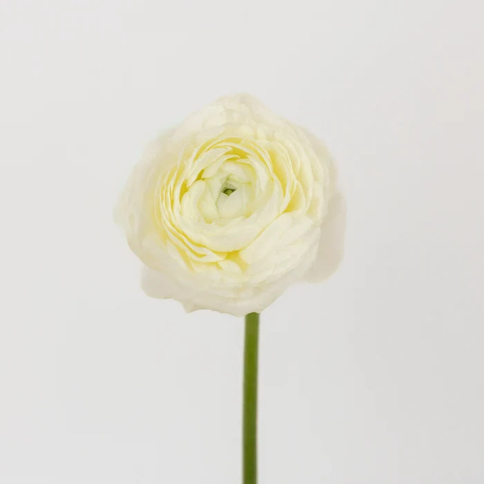 Champagne Wholesale Ranunculus Flowers Stem - Image