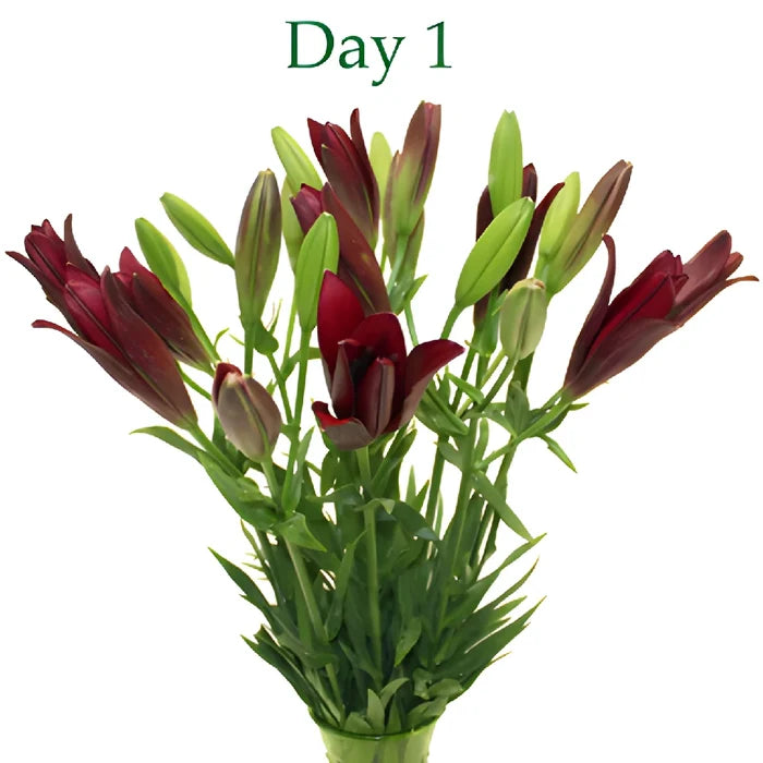 Cranberry Dust Hybrid Lilies