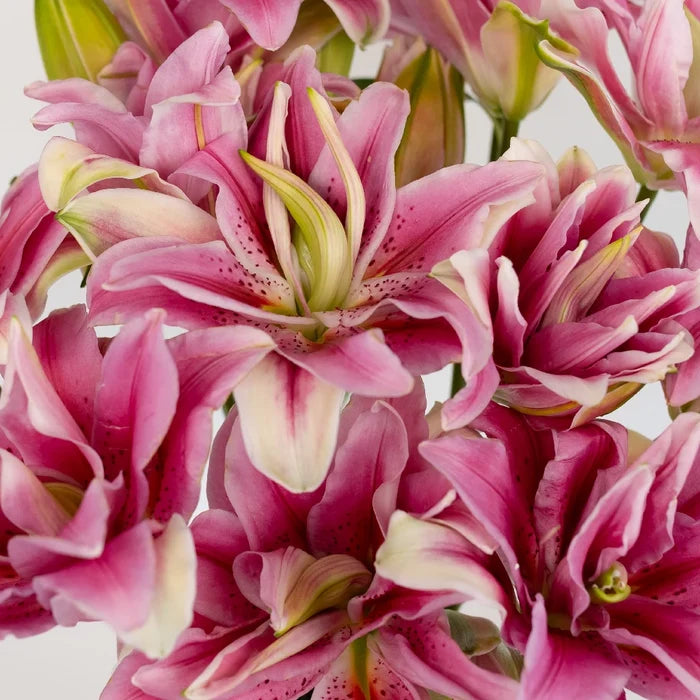 Double Bloom Watermelon Lily Close Up - Image