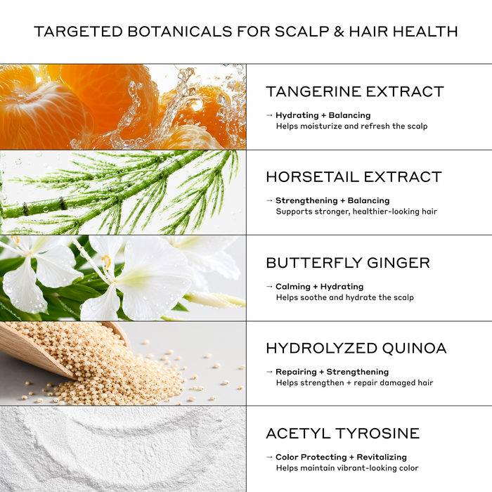 Zenagen Eclipse key ingredients infographic detailing the scalp and hair health benefits of Tangerine Extract, Horsetail Extract, Butterfly Ginger, Hydrolyzed Quinoa, and Acetyl Tyrosine.