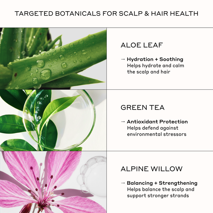Botanical hair care ingredients including aloe vera, green tea antioxidants, and alpine willow extract for hydration, scalp comfort, hair conditioning, and stronger-looking strands.