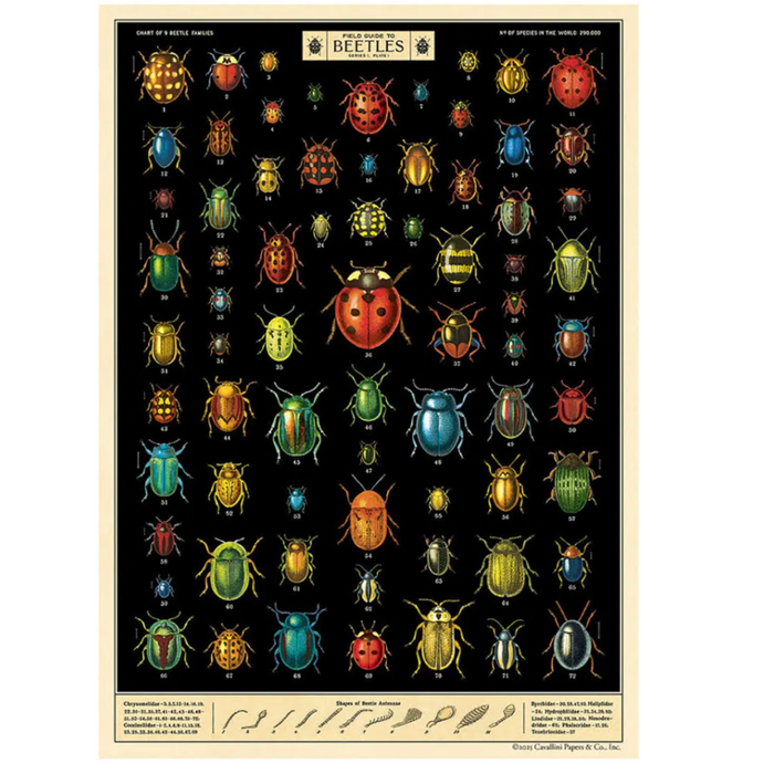 Field guide to Beetles Poster