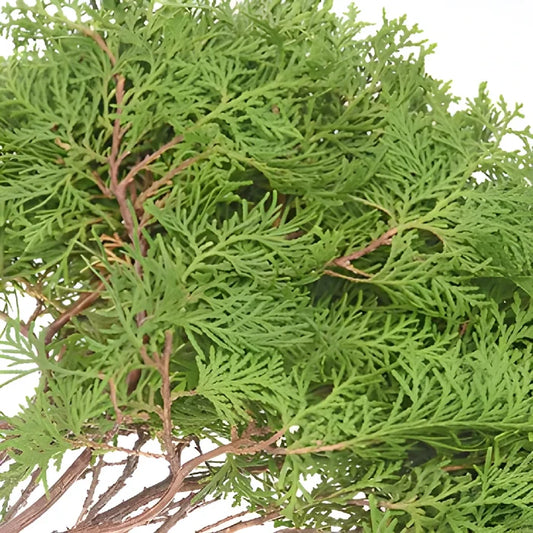 Green Arbor Cedar Winter Greenery