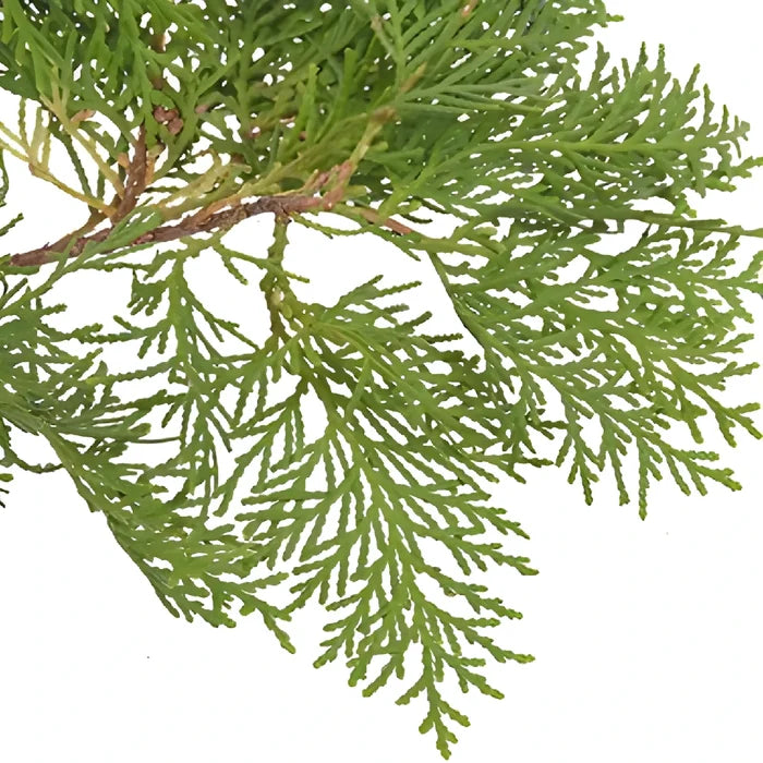 Green Arbor Cedar Winter Greenery