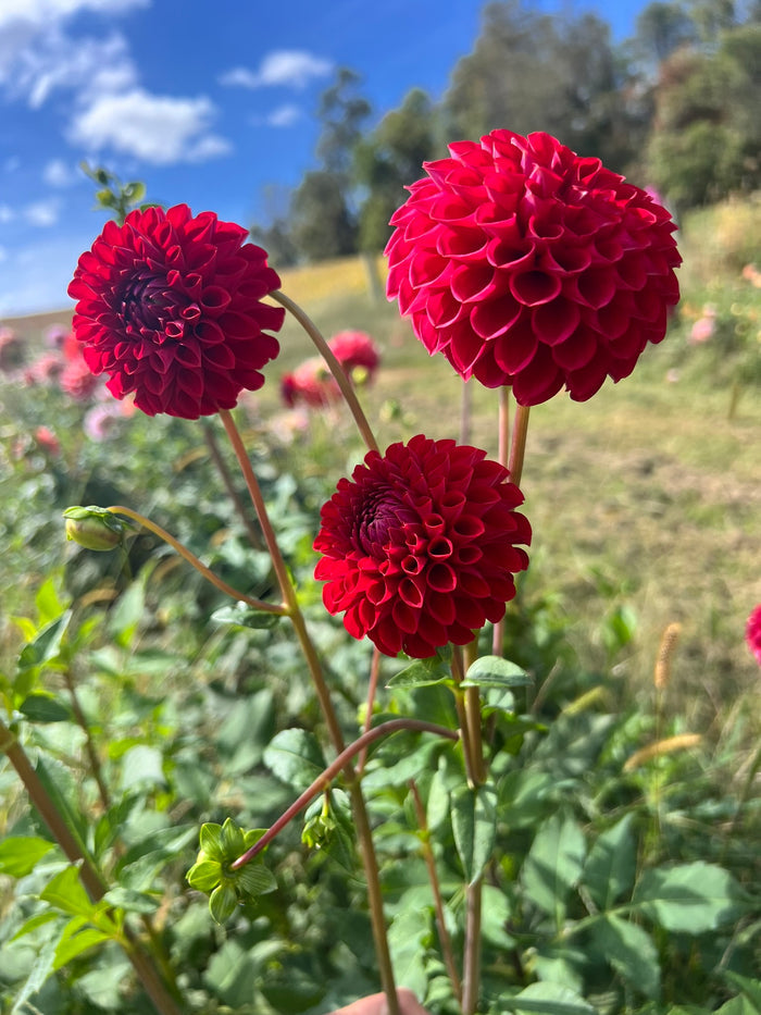 Hapet Raspberry