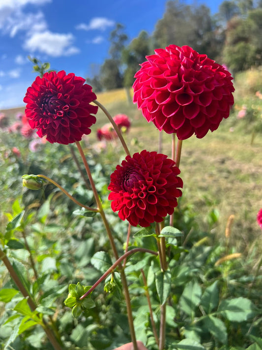 Hapet Raspberry