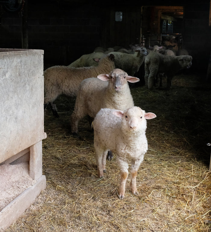 Harrisville Shear: Merino-Dorset Aran