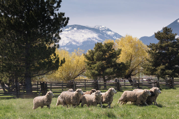 Harrisville Shear: Merino-Dorset Aran