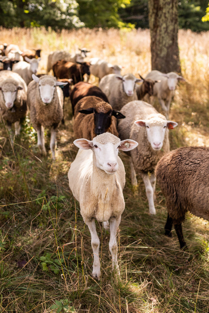Harrisville Shear: Merino-Dorset Aran
