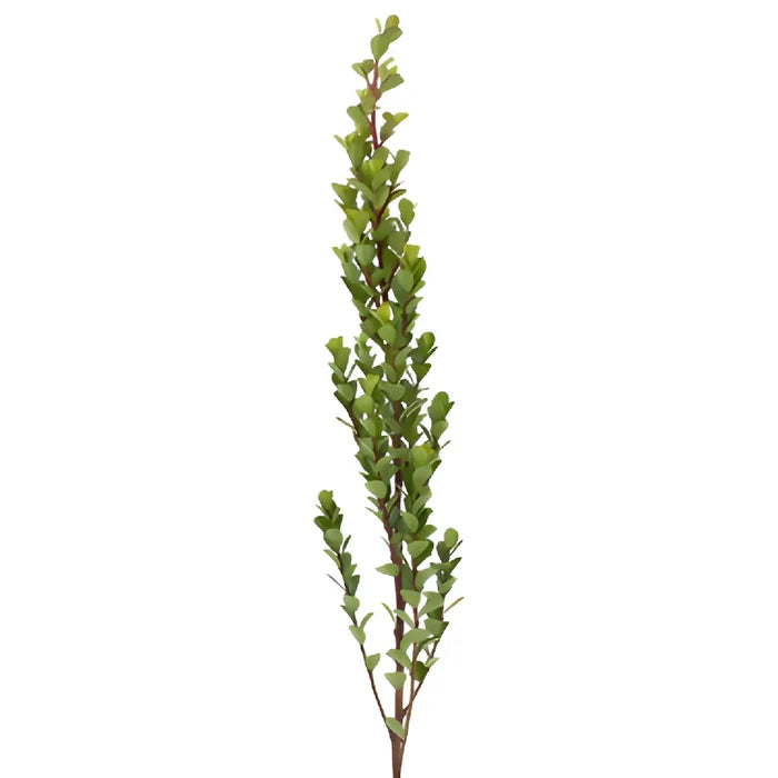 Single stem of fresh cut greens myrsine africana filler flowers