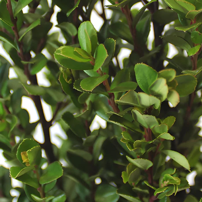 Light Green African Boxwood