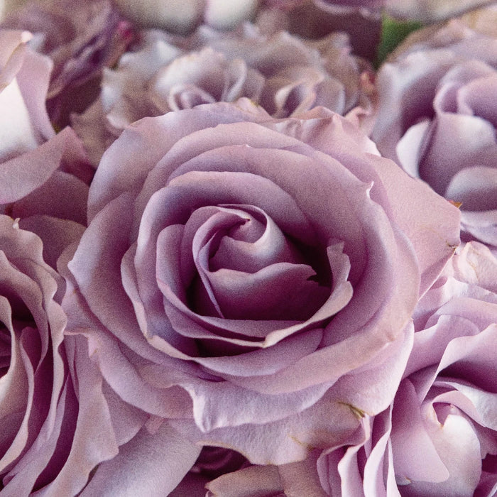Mignon Close Up - Image
