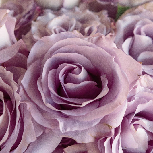 Mignon Close Up - Image