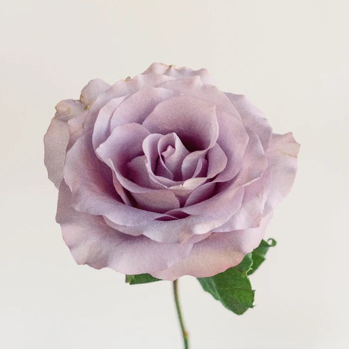 Mignon Stem - Image