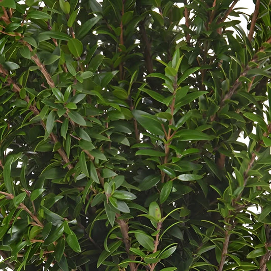 Wedding greenery mini myrtle filler flowers for sale near me