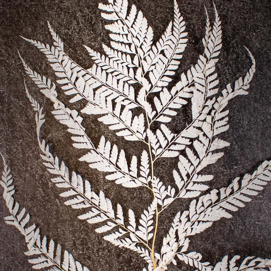 Dried Bleached Mini Fern Flower Up Close