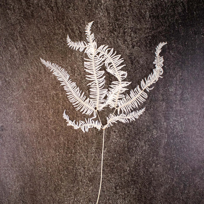 Dried Bleached Mountain Fern Flower Stem