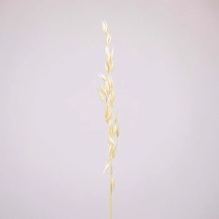 Bleached Dried Oats Flower Stem