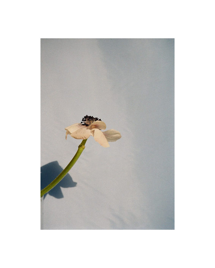 Poppy Pop