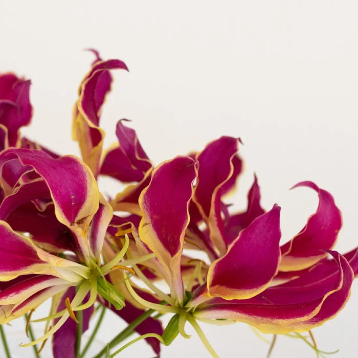 Red Gloriosa Lilies Close Up - Image