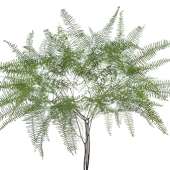Sea Star Fern Greenery