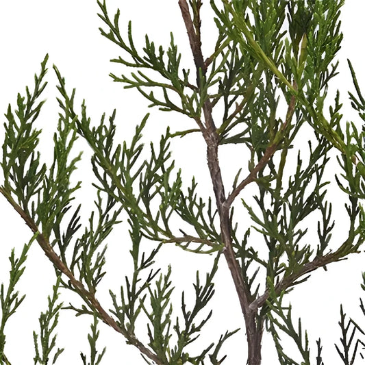 Southern Red Cedar Winter Greenery