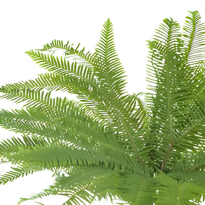Umbrella Fern Greenery