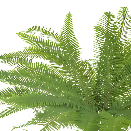 Umbrella Fern Greenery