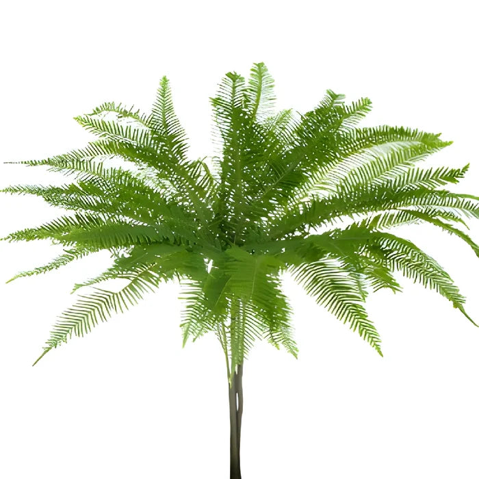 Umbrella Fern Greenery