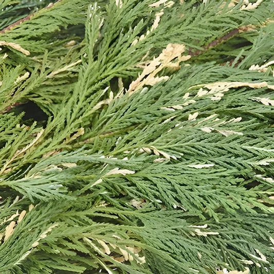 Variegated Leyland Cedar Winter Greenery