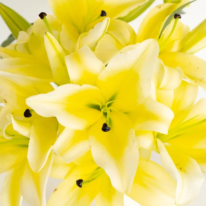 Oriental Lily Concador Flower Close Up - Image