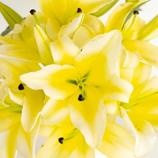Oriental Lily Concador Flower Close Up - Image